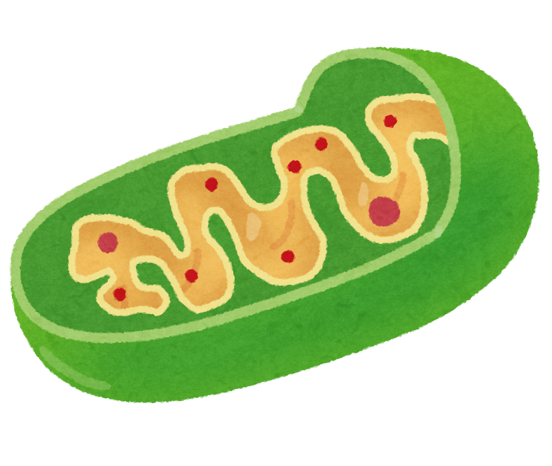 クエン酸回路一周分の生成物 ゴロ キノコ薬学研究所